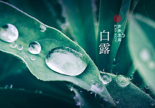 秋風(fēng)何冽冽，白露為朝霜—凱能科技提醒您：今日白露